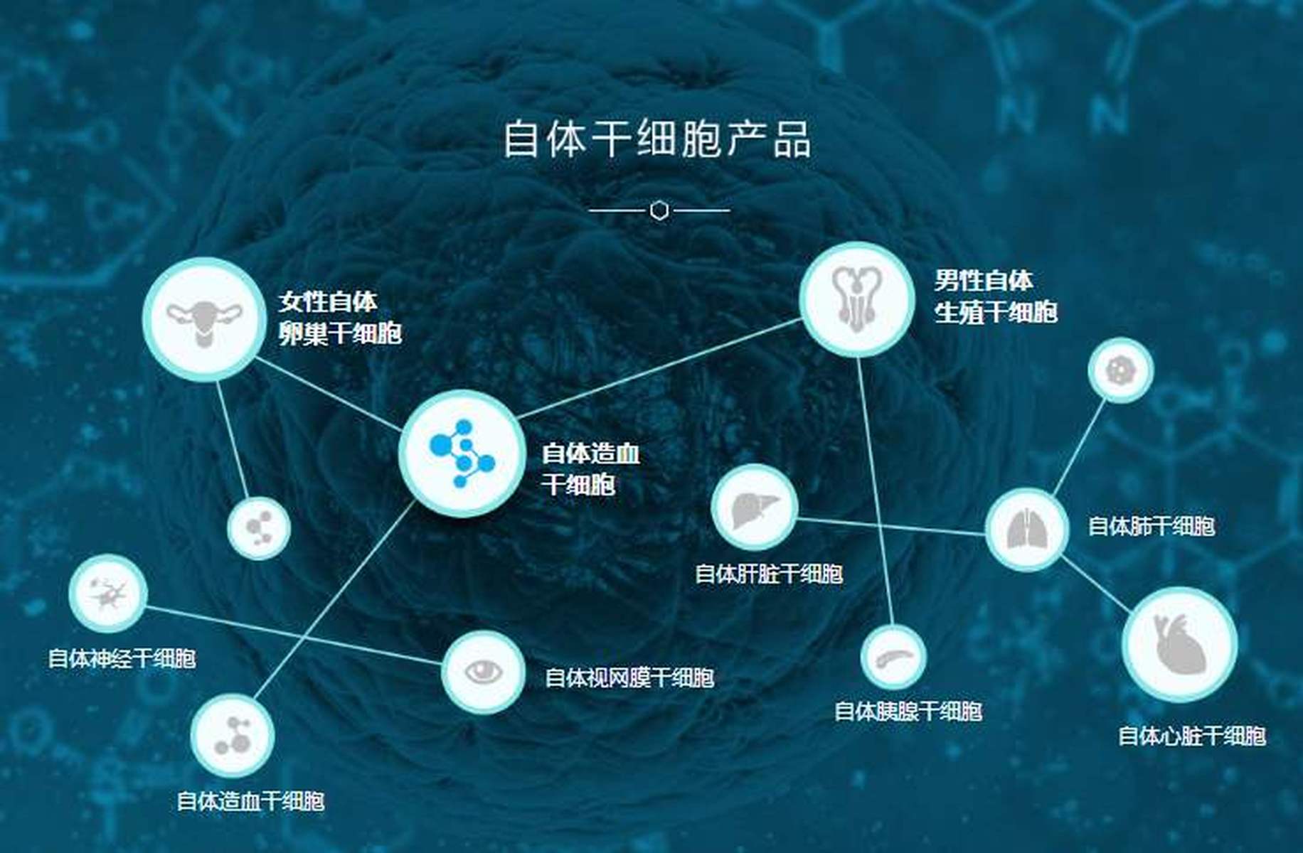 最新干细胞技术，引领医学新星，开启未来健康之门